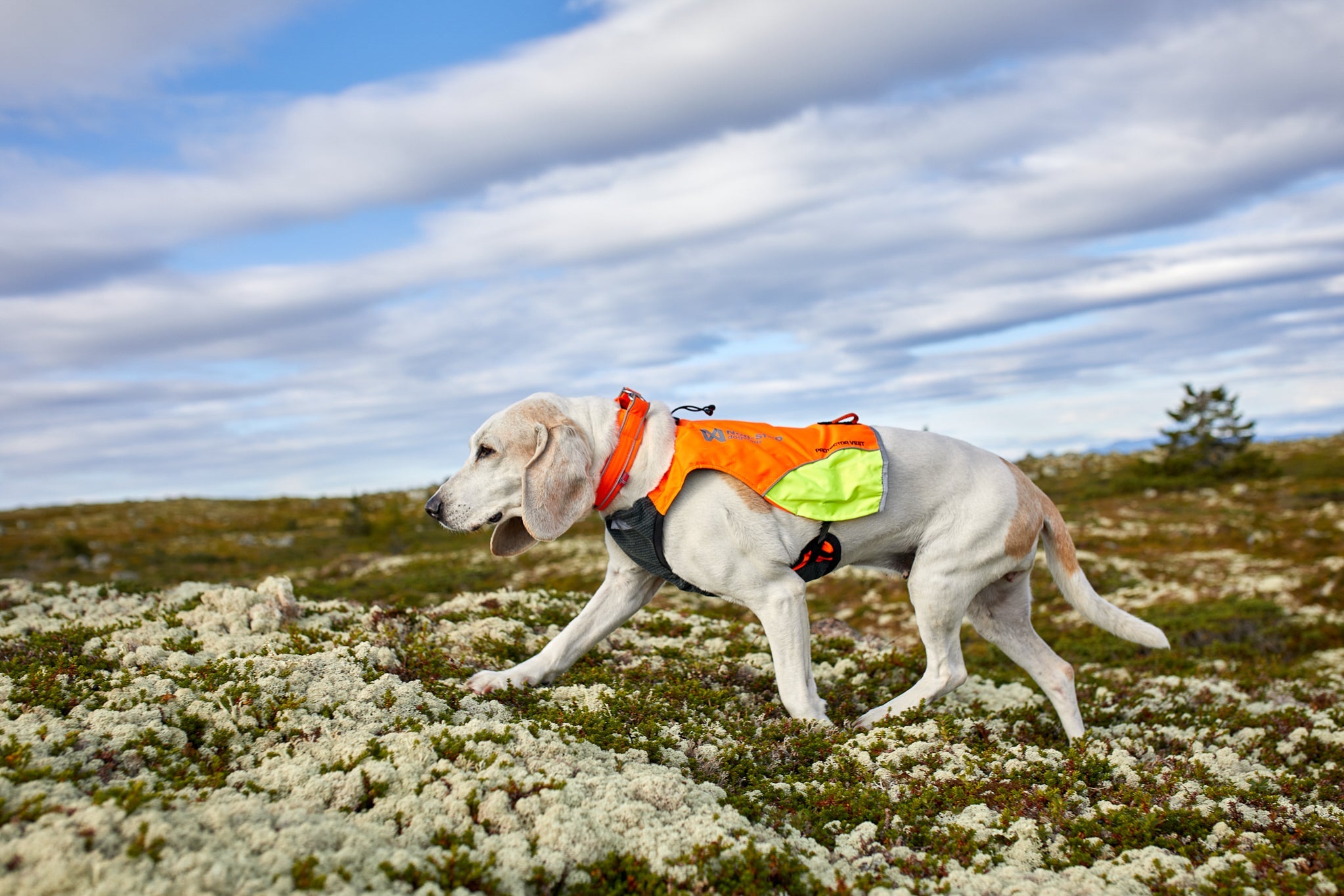 Protector Vest (Non - Stop Dogwear) - SnowPaw Store - Non - Stop Dogwear - Dog Apparel